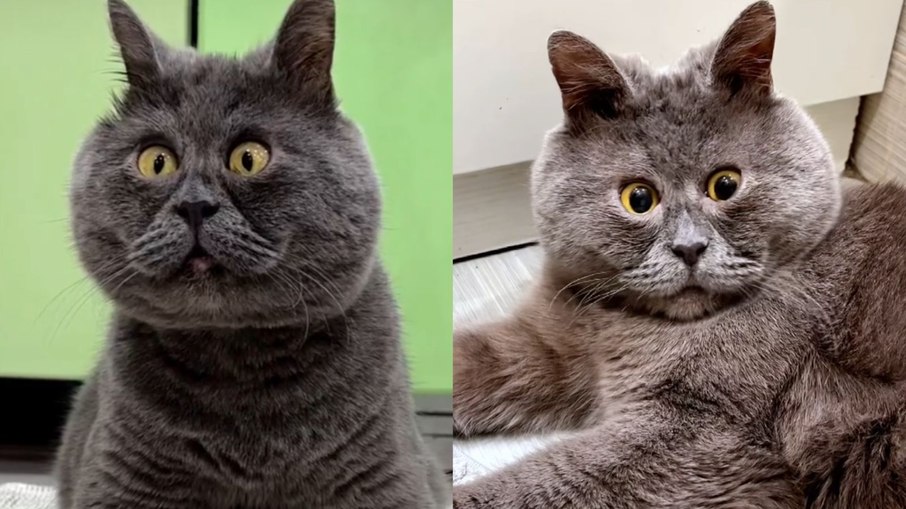 Fedya, um gatinho russo que está sempre com cara de 'assustado'
