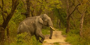 Vídeo: elefante se irrita e destrói recarga de carros elétricos