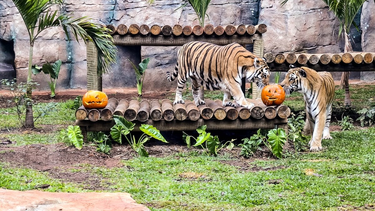 Tigre-de-bengala Tigre-de-bengala