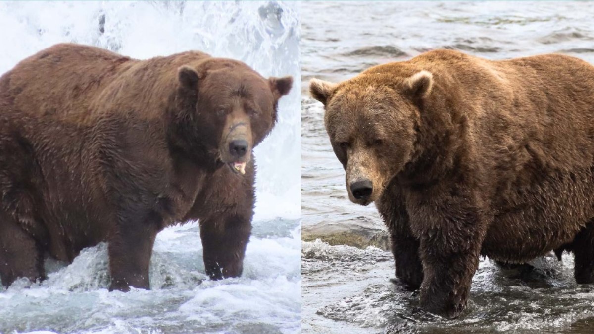 Urso Chunk, de 544 kg, vence concurso Fat Bear Week no Alasca Urso Chunk, de 544 kg, vence concurso Fat Bear Week no Alasca