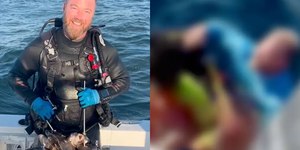 Capitão pula no mar para salvar mergulhador mordido por tubarão
