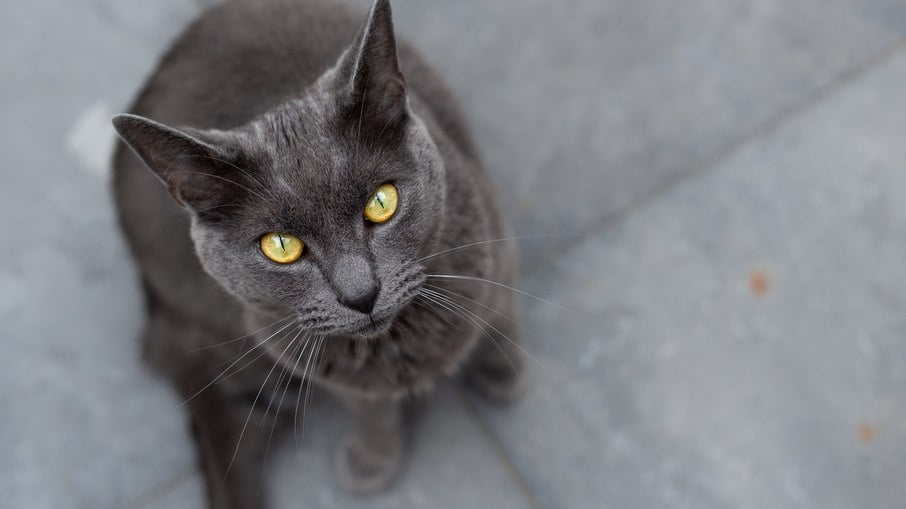 Veterinária explica como agir em caso de engasgos de um gato