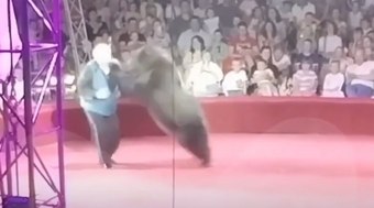 Ursa de circo se revolta e ataca treinador durante apresentação