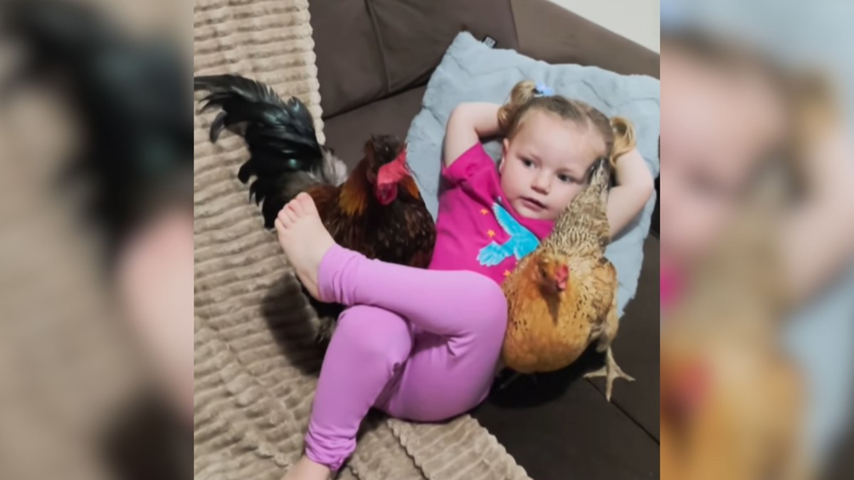 Menina de 2 anos curte ar condicionado no sofá com galinha e galo Menina de 2 anos curte ar condicionado no sofá com galinha e galo