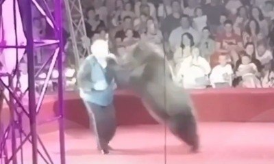 Ursa de circo se revolta e ataca treinador durante apresentação