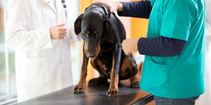 Saiba como aliviar o incômodo de um cachorro com dores na coluna
