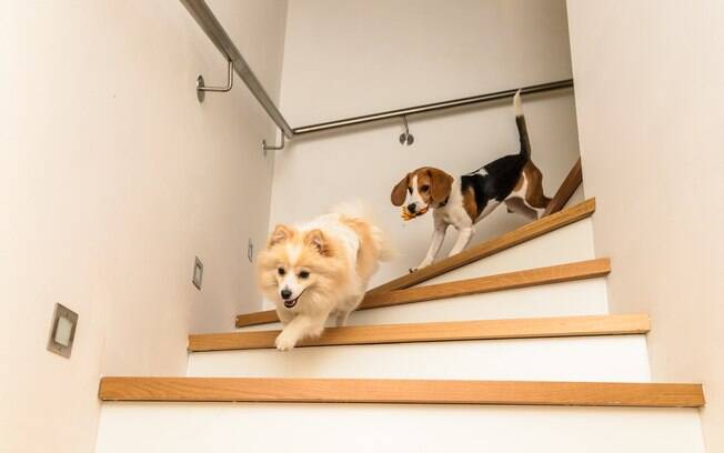 A principal causa de acidentes domésticos com animais de estimação é a queda de locais altos, como escadas