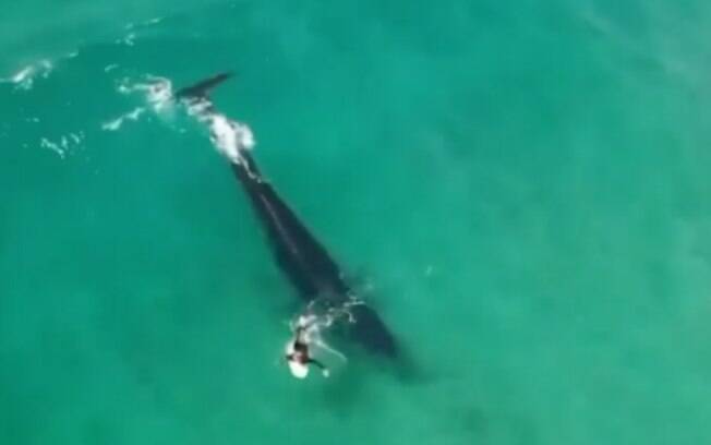 Nas imagens, é possível ver a baleia dividindo onda com o surfista