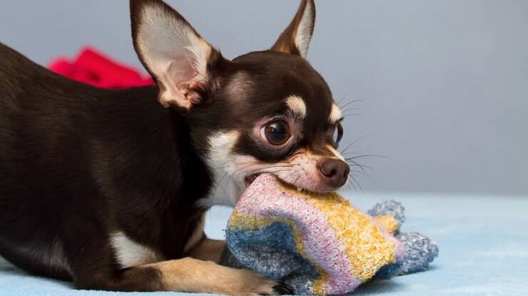 20 cachorros com as mordidas mais fortes do mundo