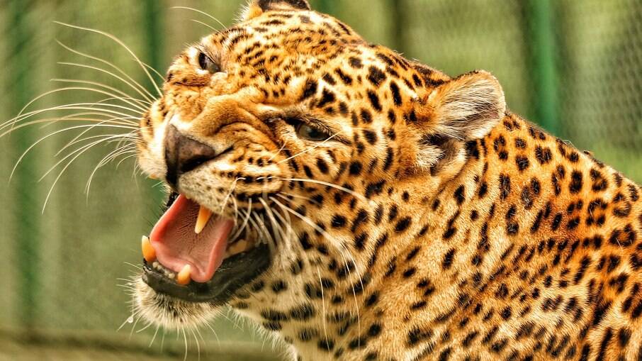 Leopardo causa pânico, ataca pessoas na Índia e 5 acabam feridas; veja o vídeo