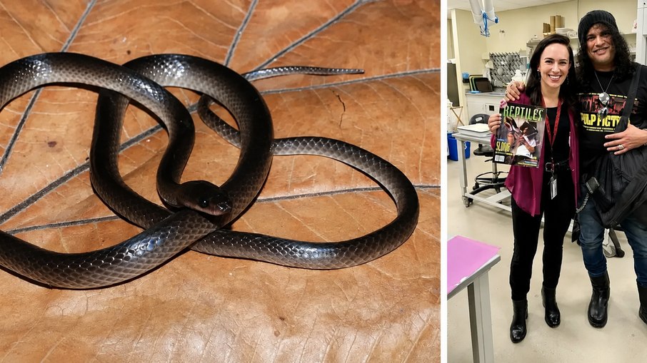 Cobra marrom-avermelhada de 71 centímetros descoberta na Nova Guiné foi batizada de Lielaphis slashi por pesquisadora do Field Museum fã do guitarrista Cobra marrom-avermelhada de 71 centímetros descoberta na Nova Guiné foi batizada de Lielaphis slashi por pesquisadora do Field Museum fã do guitarrista