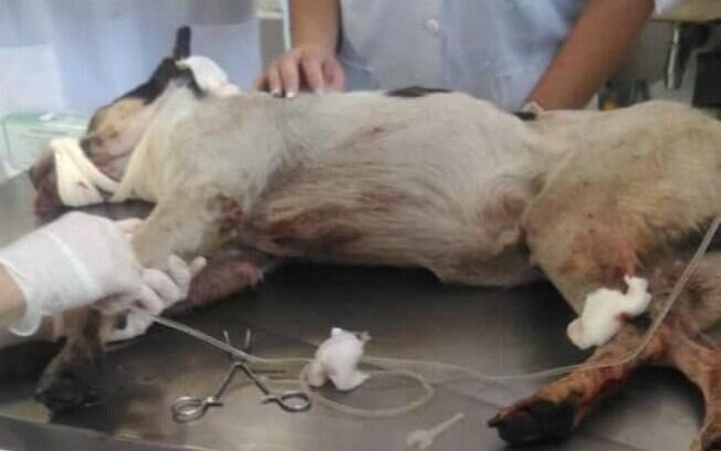 Cão é morto brutalmente em Carrefour de Osasco