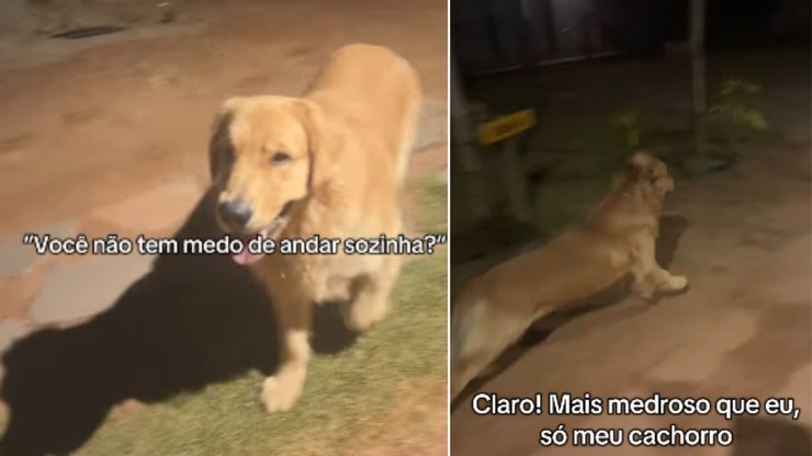 Golden medroso se recusa a passar por rua escura durante passeio