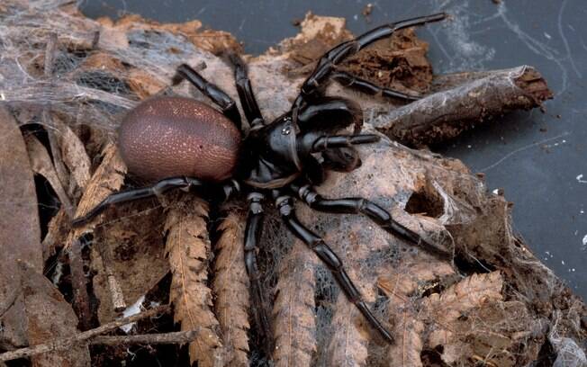 A picada da aranha-teia-de-funil foi responsável por 27 mortes nos últimos 100 anos, podendo matar em apenas 15 minutos