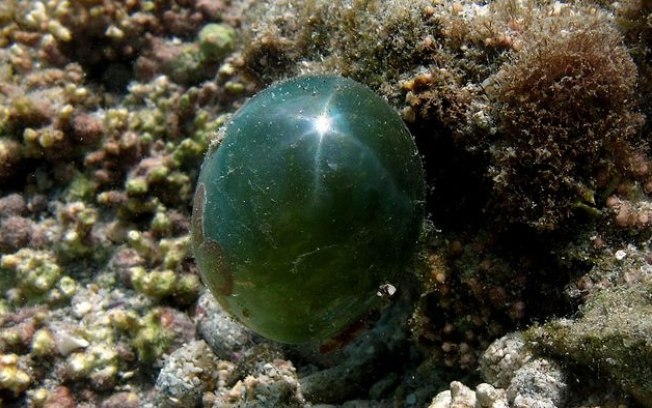 Alga-perolada, um dos maiores organismos unicelulares do mundo