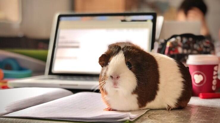 Como cuidar da higiene de um Porquinho-da-índia