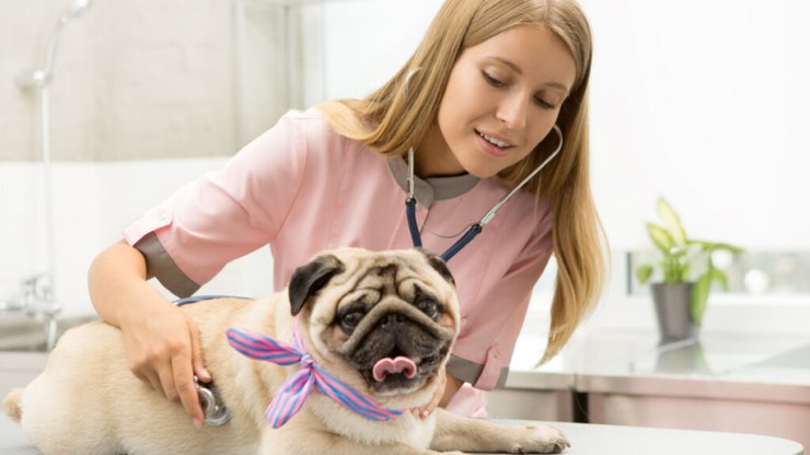 Veja como cuidar de um cachorro da raça pug