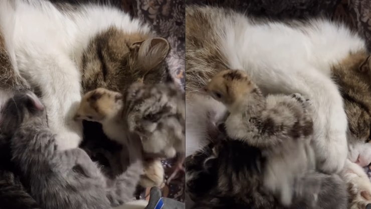 Pintinho se aconchega em "mãe gata" e encanta a web: "Fofo"