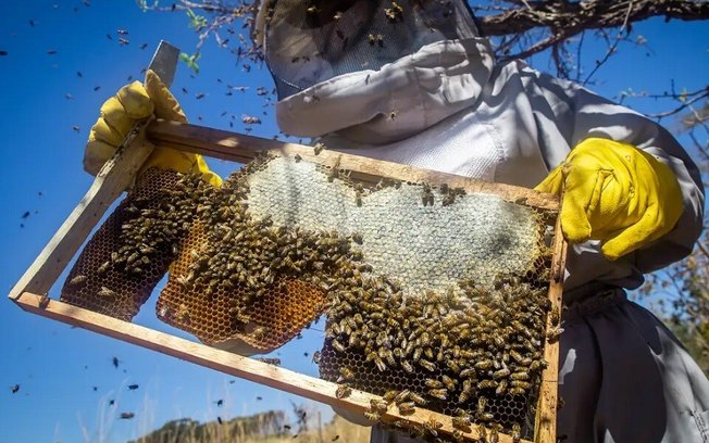 Rio Grande do Sul contabiliza perda de 17 mil colmeias desde enchentes