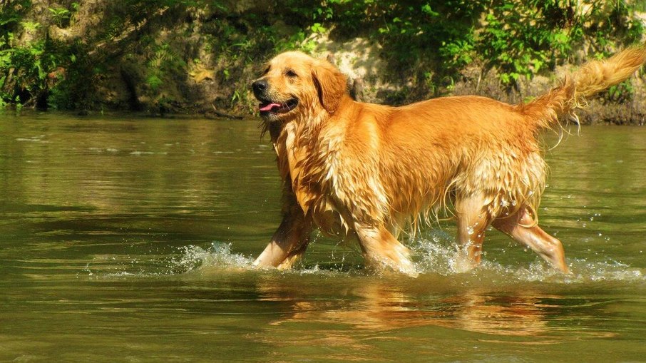 Retrievers amam brincar na água Retrievers amam brincar na água