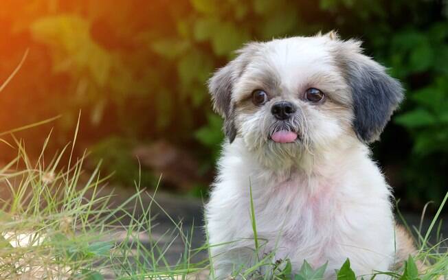 O Shih-tzu é uma raça que tem predisposição para doenças oculares caninas
