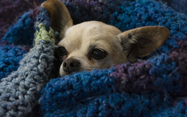 Gripe canina: veja os sintomas e como cuidar de cães infectados