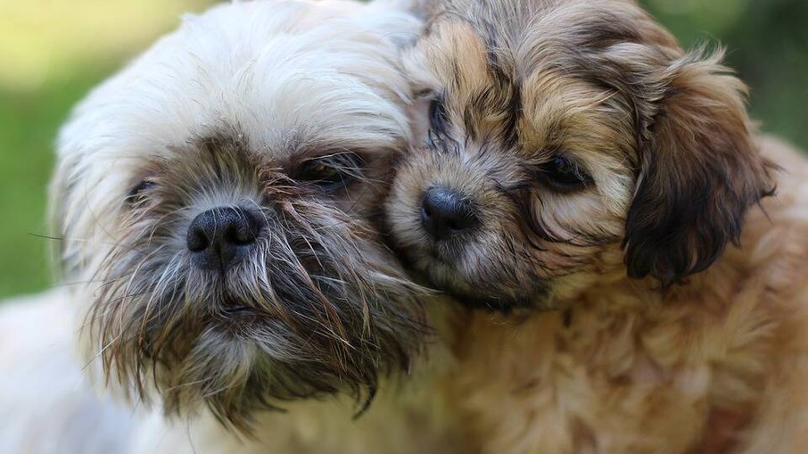 Shih Tzu é raça ideal para viver em apartamento e casas pequenas, mas tutores devem avaliar se têm tempo para cuidar da raça. Shih Tzu é raça ideal para viver em apartamento e casas pequenas, mas tutores devem avaliar se têm tempo para cuidar da raça.