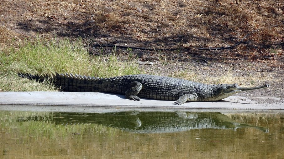 Espécie se assemelha ao crocodilo gavial Espécie se assemelha ao crocodilo gavial