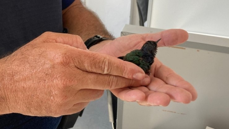 GAPA de Vinhedo resgata filhote de beija-flor debilitado
