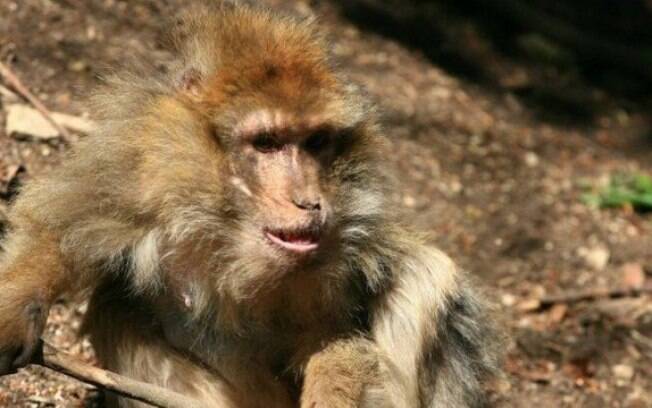 Macaco Cornelius acabou morto pelo próprio bando por não conseguir satisfazer as fêmeas