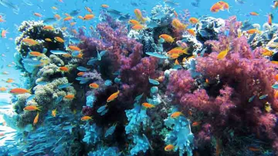 Sistema de coral brasileiro é um dos maiores do mundo