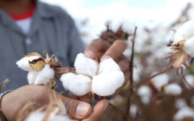 Especialistas apontam manejo sustentável como chave para rentabilidade na produção de algodão no Brasil Especialistas apontam manejo sustentável como chave para rentabilidade na produção de algodão no Brasil