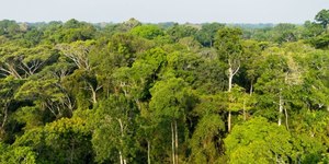 Acre registra queda de mais de 40% no desmatamento em 2025
