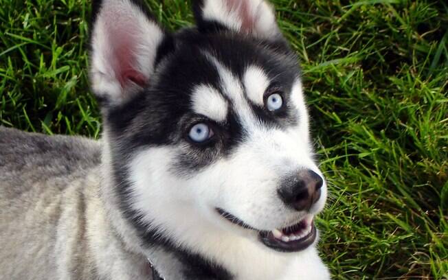 O Husky Siberiano chama atenção por sua beleza