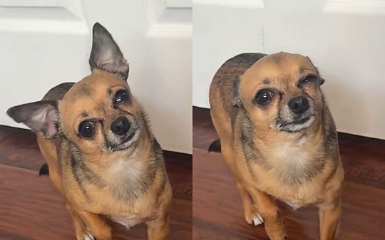 Chihuahua finge estar doente para não ficar sozinho e viraliza