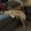 Na legenda da foto compartilhada o dono disse que proibiu seu cachorro de dormir no sofá . Foto: Reprodução/ blacksunrize