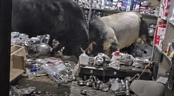Touros%20invadem%20loja%20durante%20briga%20e%20destroem%20mercadorias
