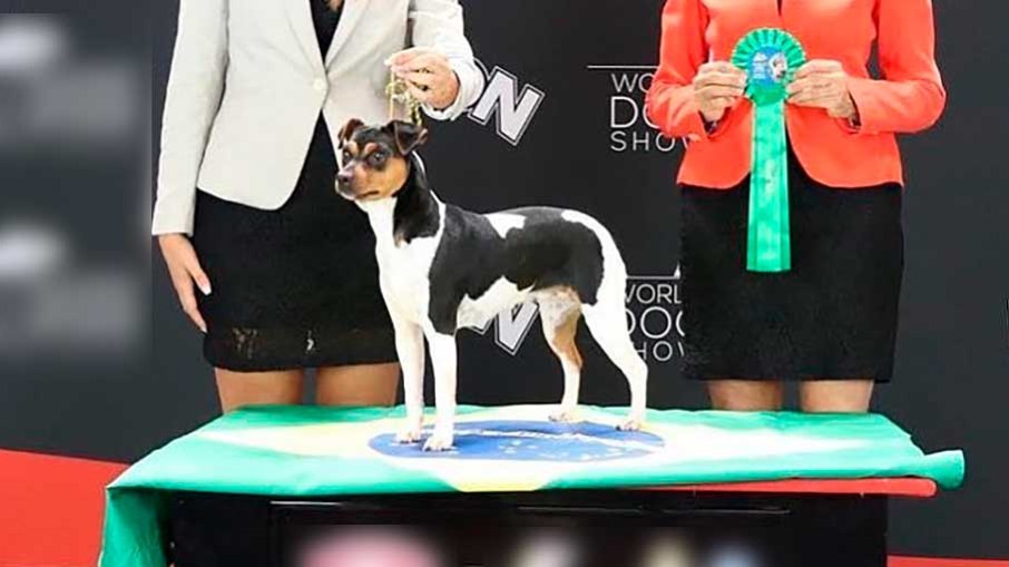 A Exposição Mundial de Cães é considerada o maior e mais importante evento canino do mundo