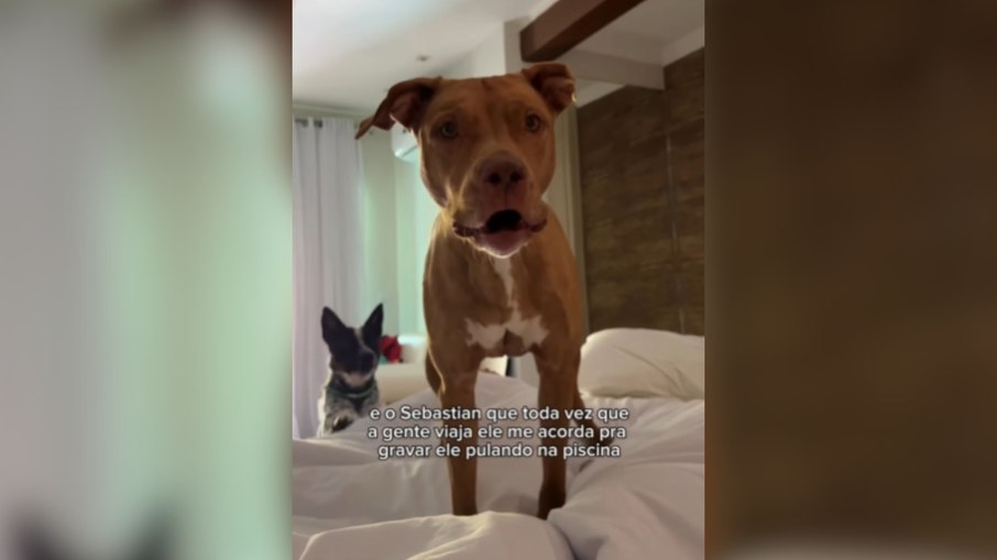 Pitbull acorda tutora em viagem para registrar salto na piscina