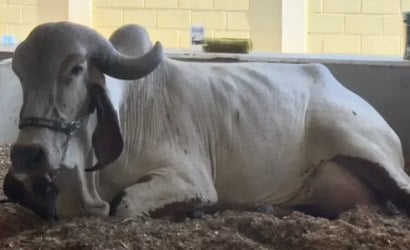 Vaca Gir Leiteiro quebra recorde mundial de produção de leite