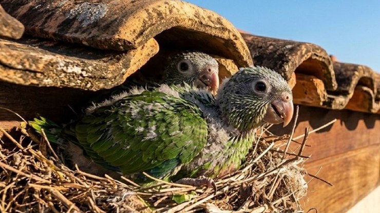 Proteção animal entra em foco após denúncias e irregularidades