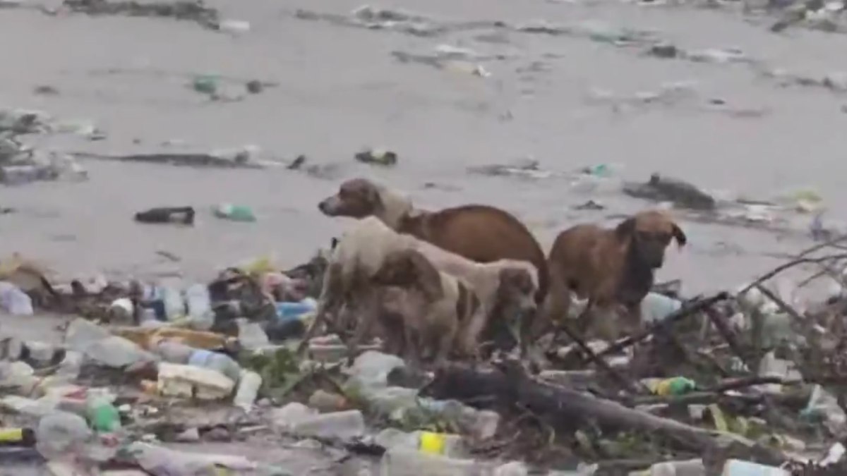 Cachorros são levados pela correnteza