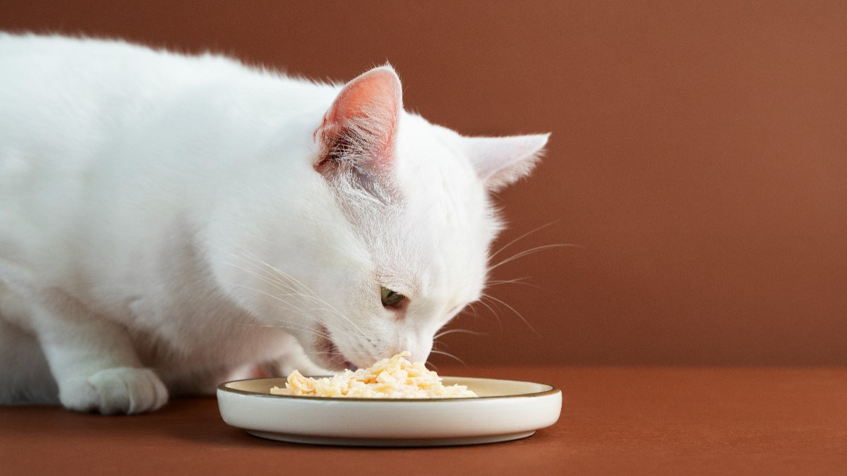 Gato comendo ração