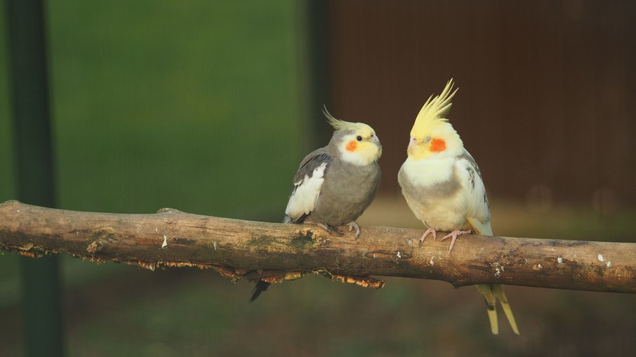 Como identificar e aliviar o estresse em aves de estimação Como identificar e aliviar o estresse em aves de estimação