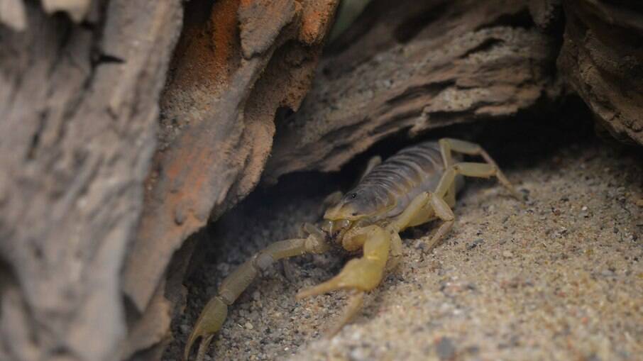 Infestação de escorpiões deixou 500 pessoas feridas