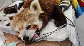 Panda-vermelho é picado por cobra venenosa em zoológico
