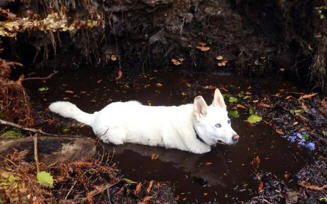 Lindas fotos de cachorros que estão se divertindo demais na lama!