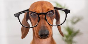 Cães veem cores? Descubra os segredos da visão canina