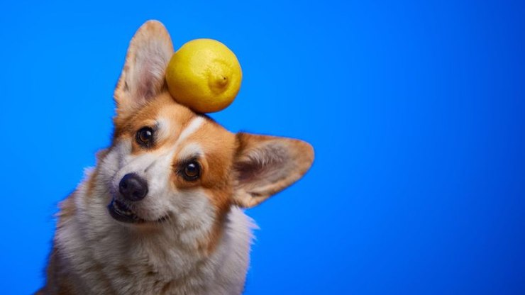 Como garantir envelhecimento saudável e confortável aos pets
