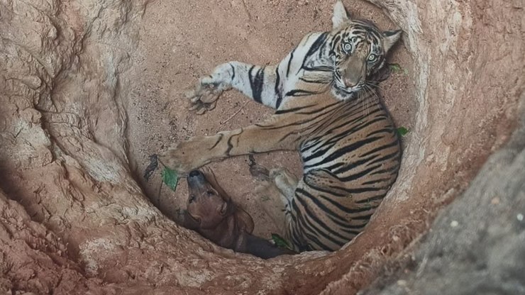 Cão e tigre ficam presos em poço e aguardam resgate; assista
